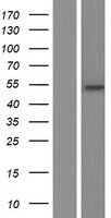 WDR21A (DCAF4) Human Over-expression Lysate