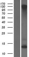KRTAP2-2 Human Over-expression Lysate