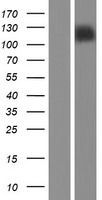 Myocardin (MYOCD) Human Over-expression Lysate