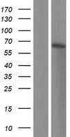 PLEKHD1 Human Over-expression Lysate
