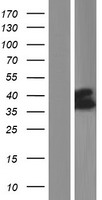 SLC37A4 Human Over-expression Lysate