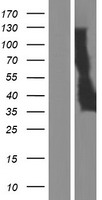 TMEM171 Human Over-expression Lysate