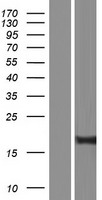 Tryptophan rich protein (WRB) Human Over-expression Lysate