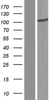HSPC302 (TBCK) Human Over-expression Lysate