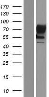 TACC1 Human Over-expression Lysate