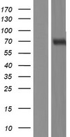 NRG1 Human Over-expression Lysate