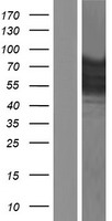 EWSR1 Human Over-expression Lysate
