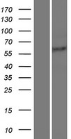 ROD1 (PTBP3) Human Over-expression Lysate