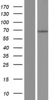 MKS1 Human Over-expression Lysate