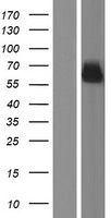 SYNC Human Over-expression Lysate
