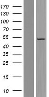 WDR21A (DCAF4) Human Over-expression Lysate