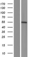 C16orf73 (MEIOB) Human Over-expression Lysate