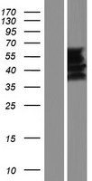 FAM90A5P Human Over-expression Lysate
