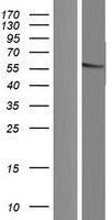 FAM90A10P Human Over-expression Lysate