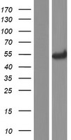 PEPD Human Over-expression Lysate