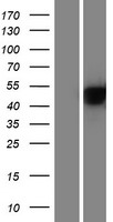 Alpha 2 Antiplasmin (SERPINF2) Human Over-expression Lysate
