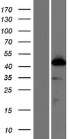 SKA3 Human Over-expression Lysate