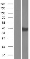 BTNL8 Human Over-expression Lysate