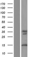 Ataxin 3 (ATXN3) Human Over-expression Lysate