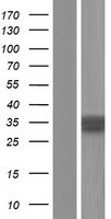 Sex Hormone Binding Globulin (SHBG) Human Over-expression Lysate