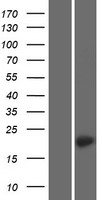 TMEM212 Human Over-expression Lysate