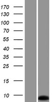 Small integral membrane protein 6 (SMIM6) Human Over-expression Lysate