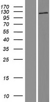 AGBL3 Human Over-expression Lysate