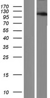 ANR52 (ANKRD52) Human Over-expression Lysate