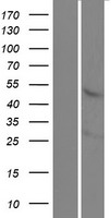 KREMEN1 Human Over-expression Lysate