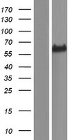 FAM189A1 Human Over-expression Lysate