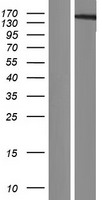 HMGXB3 Human Over-expression Lysate