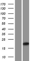 IRGM Human Over-expression Lysate
