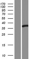 SH2D4B Human Over-expression Lysate