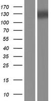 SFRS15 (SCAF4) Human Over-expression Lysate