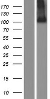 ADAMTSL2 Human Over-expression Lysate