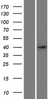 DSN1 Human Over-expression Lysate