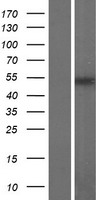 FAM157B Human Over-expression Lysate