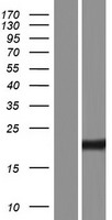 PRAP1 Human Over-expression Lysate