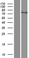 FAM200B Human Over-expression Lysate