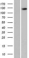 C16orf96 Human Over-expression Lysate