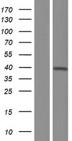 NFKBIL1 Human Over-expression Lysate