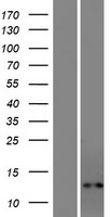 LOC391322 Human Over-expression Lysate