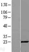 CITED1 Human Over-expression Lysate