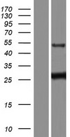 DOK3 Human Over-expression Lysate