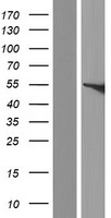 FMO5 Human Over-expression Lysate