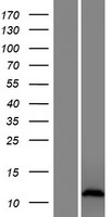 CXorf51A Human Over-expression Lysate