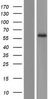 NDOR1 Human Over-expression Lysate