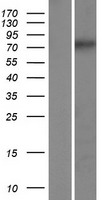 CCDC154 Human Over-expression Lysate