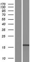 EFCAB2 Human Over-expression Lysate