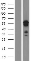 ETS1 Human Over-expression Lysate